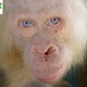 Image: Borneo Orangutan Survival Foundation